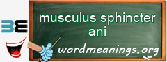 WordMeaning blackboard for musculus sphincter ani